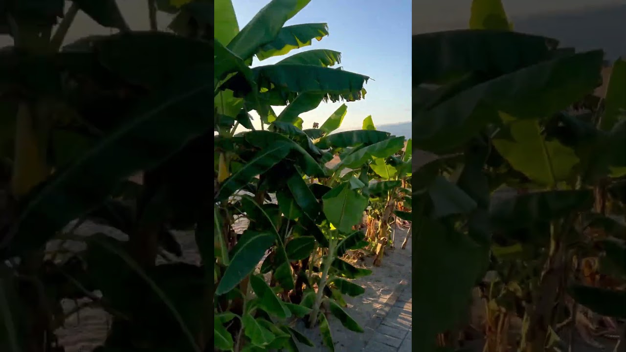 Hotel Falkensteiner Club Funimation Garden Calabria AD 2025- going out to the beach