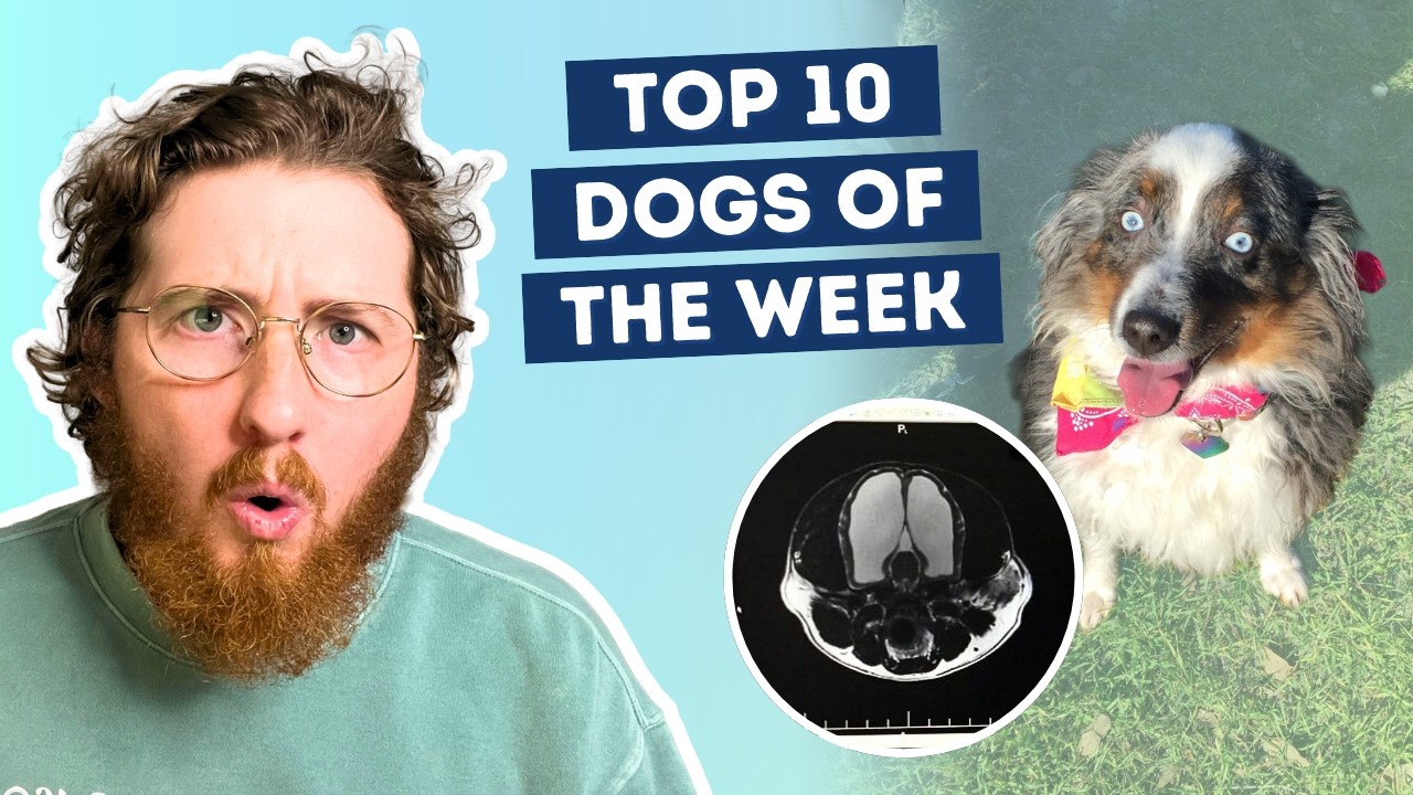 Woman Discovers Her Dog Has Almost No Brain