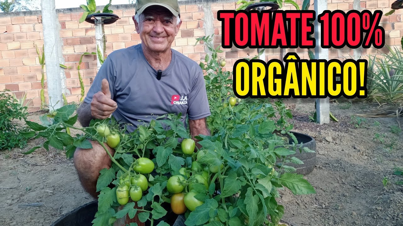 COMO PRODUZIR TOMATE 100% ORGÂNICO?!!