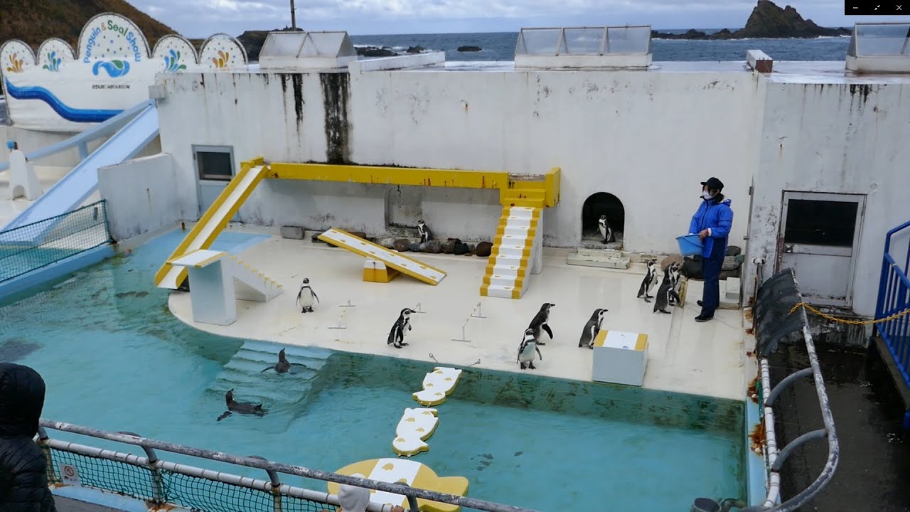 ペンギンショーで1羽に注目してみました。