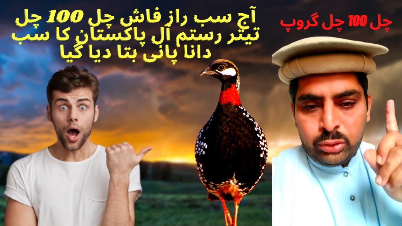 Rustam Chal so chal Teetar All Pakistan's food routine| رستم تیتر آل پاکستان  کی دانے پانی کی روٹین