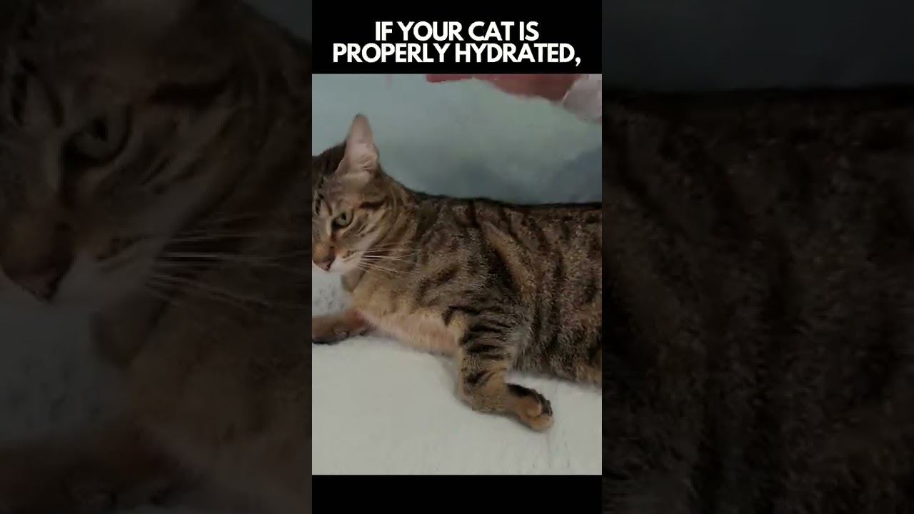 EASY TRICK To Check If Your Cat Drinks Enough Water #shorts