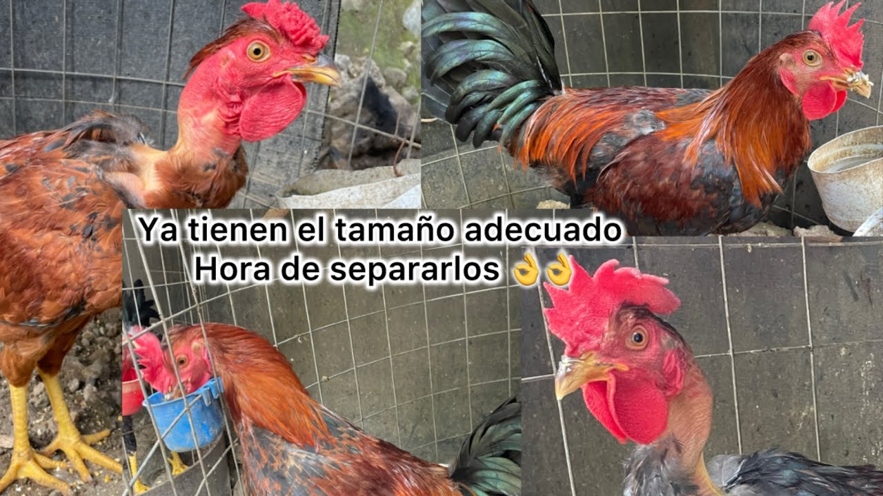 Colocando los hijos de el gallo cocolo en casas diferentes - J7D