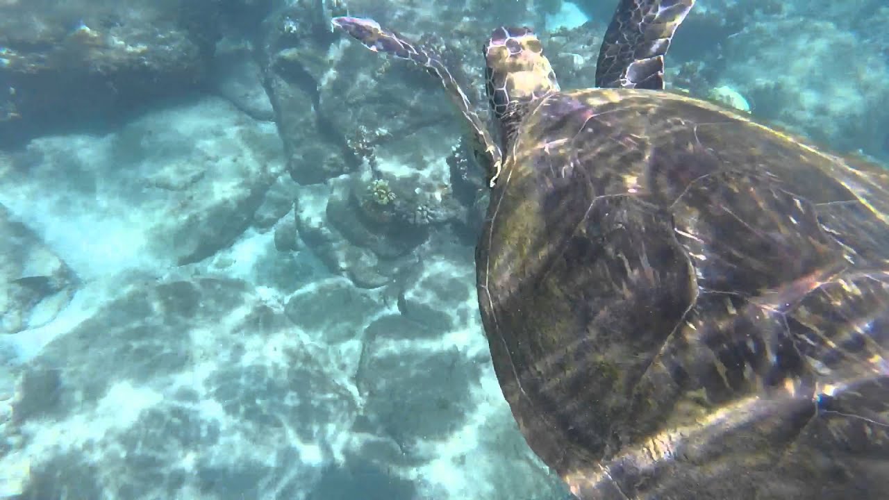 Green turtle (Honu) tangled in fishing line rescue Maui Hawaii