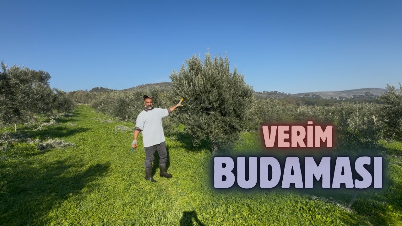 Verim Budaması Nasıl Yapılır?#erenvural #doğa #keşfet 