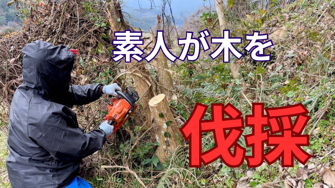 【素人が木を伐採してみた】去年の台風で倒れた木を切ってみた