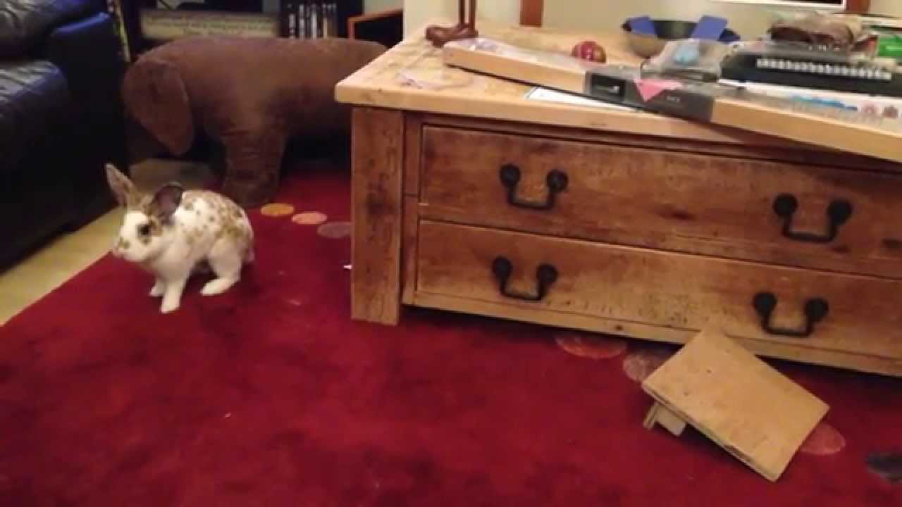 Peter is a very happy rabbit when allowed inside