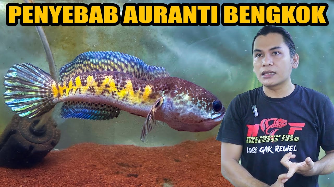 PENYEBAB UTAMA IKAN CHANNA AURANTI BENGKOK