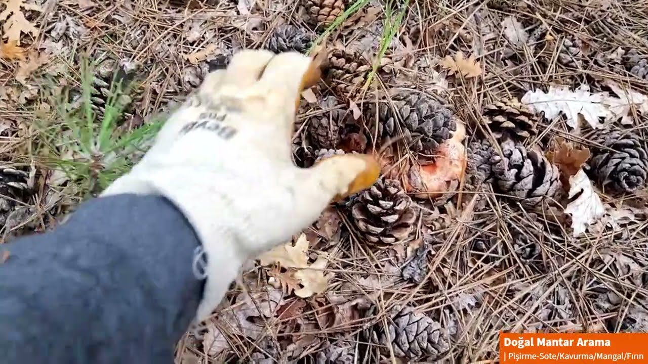 Doğal Mantar Nasıl Aranır, Bulunur? | Nasıl Pişirilir?