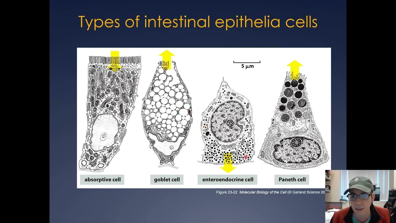Molecular Cell Biology Lecture 24, Part B