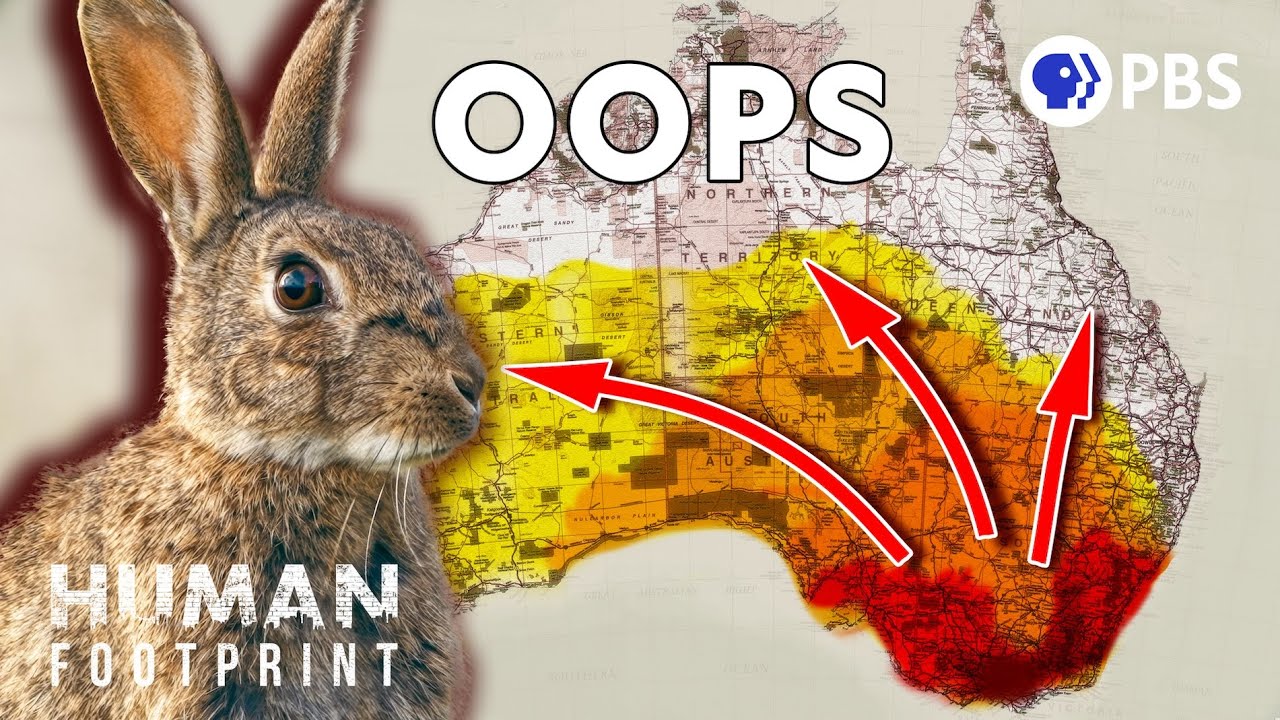 How 13 Rabbits Became 600 Million