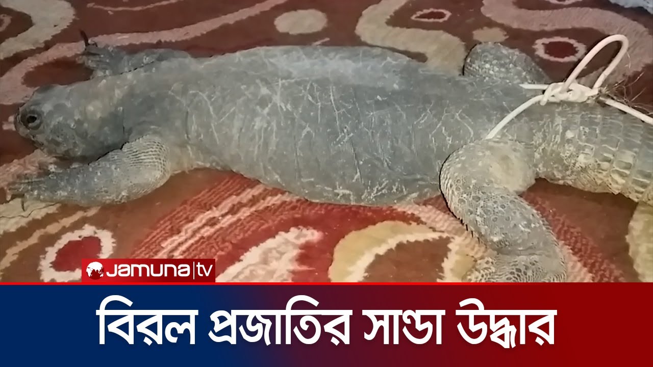 সান্ডার তেলের সেই সান্ডা উদ্ধার ঝিনাইদহে! | Jhenaidah | Sanda Lizard | Jamuna TV