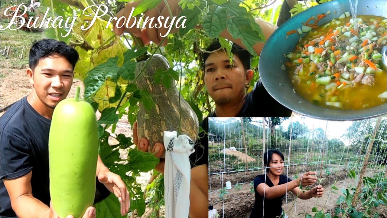 Ep.668-Upo sa sopas | Naglagay ng trellis sa sitaw| Buhay Probinsya