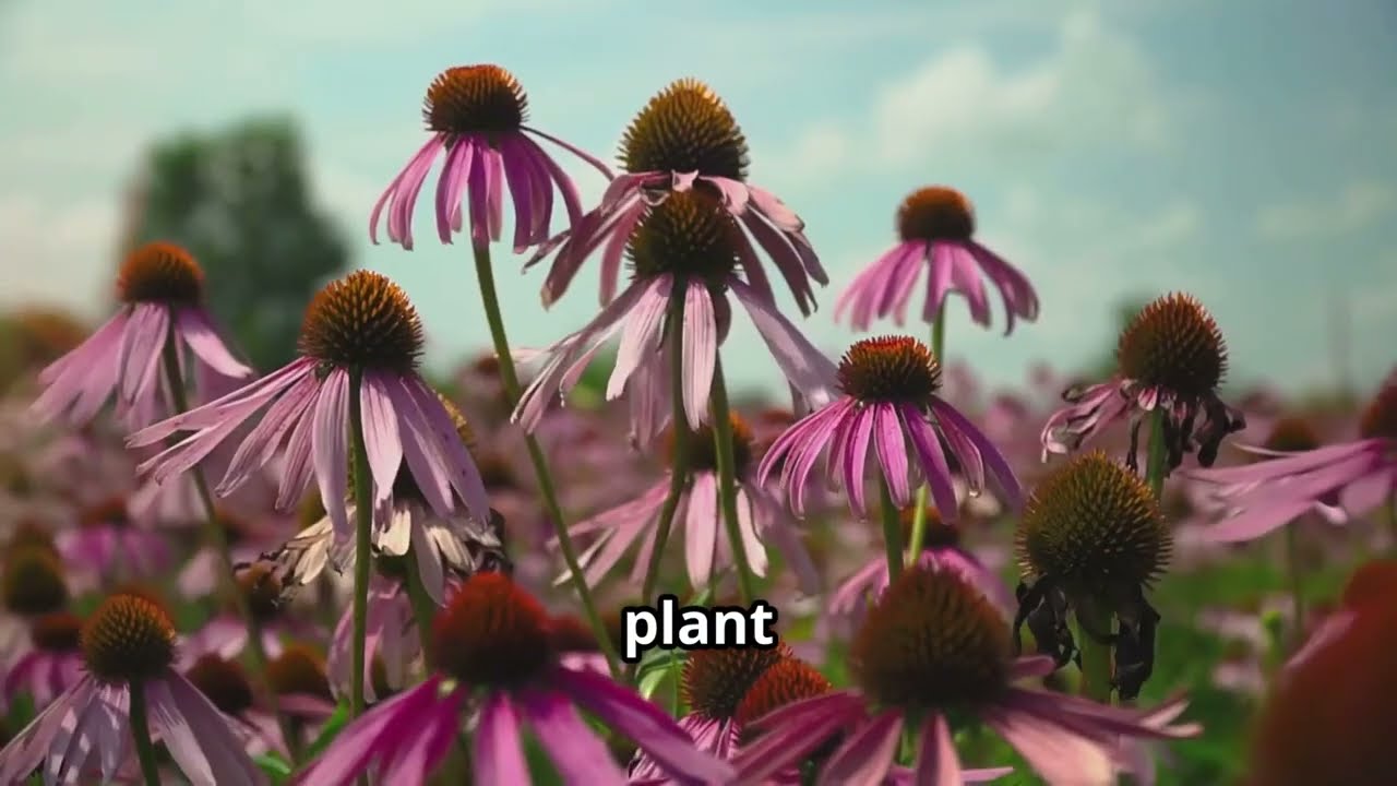 Echinacea Pallida, The Pale Coneflower - NatureWise_Insights