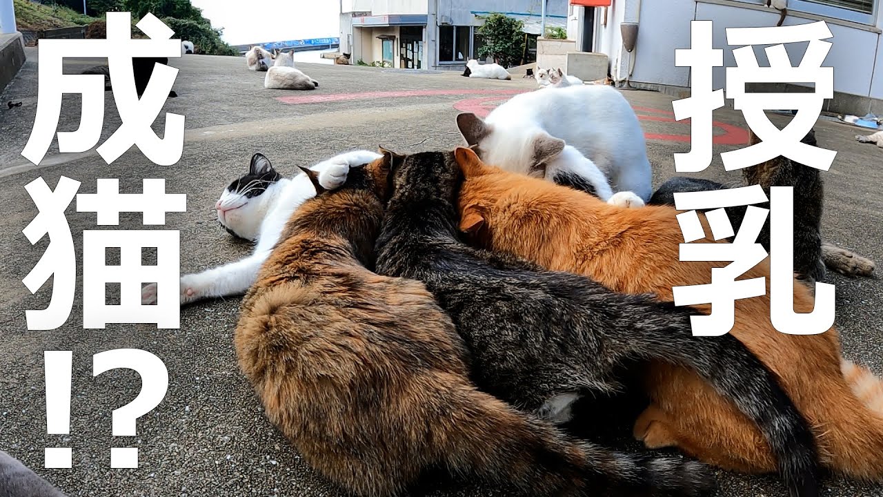 大人の猫がお乳飲む⁉親離れできない子猫たち