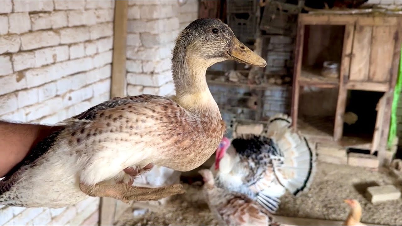 Ducks Kafi Achi Growth Kar Rhii Hain 🤩 Mini Zoo Update 
