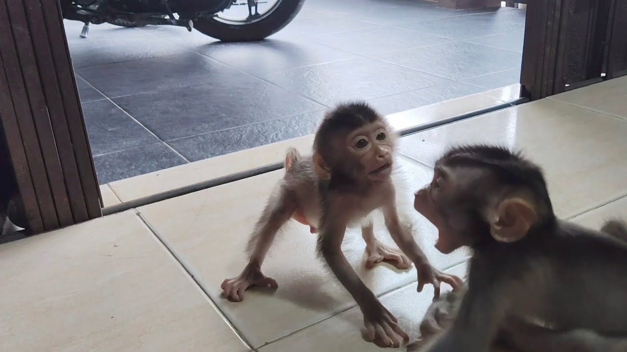 OH NO..It's very cruel to see two baby monkeys hugging each other.