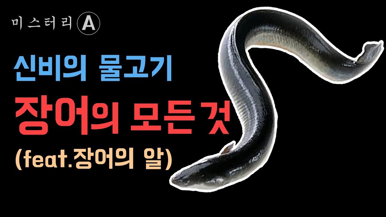 신비의 물고기, 장어의 비밀 / 장어의 모든것