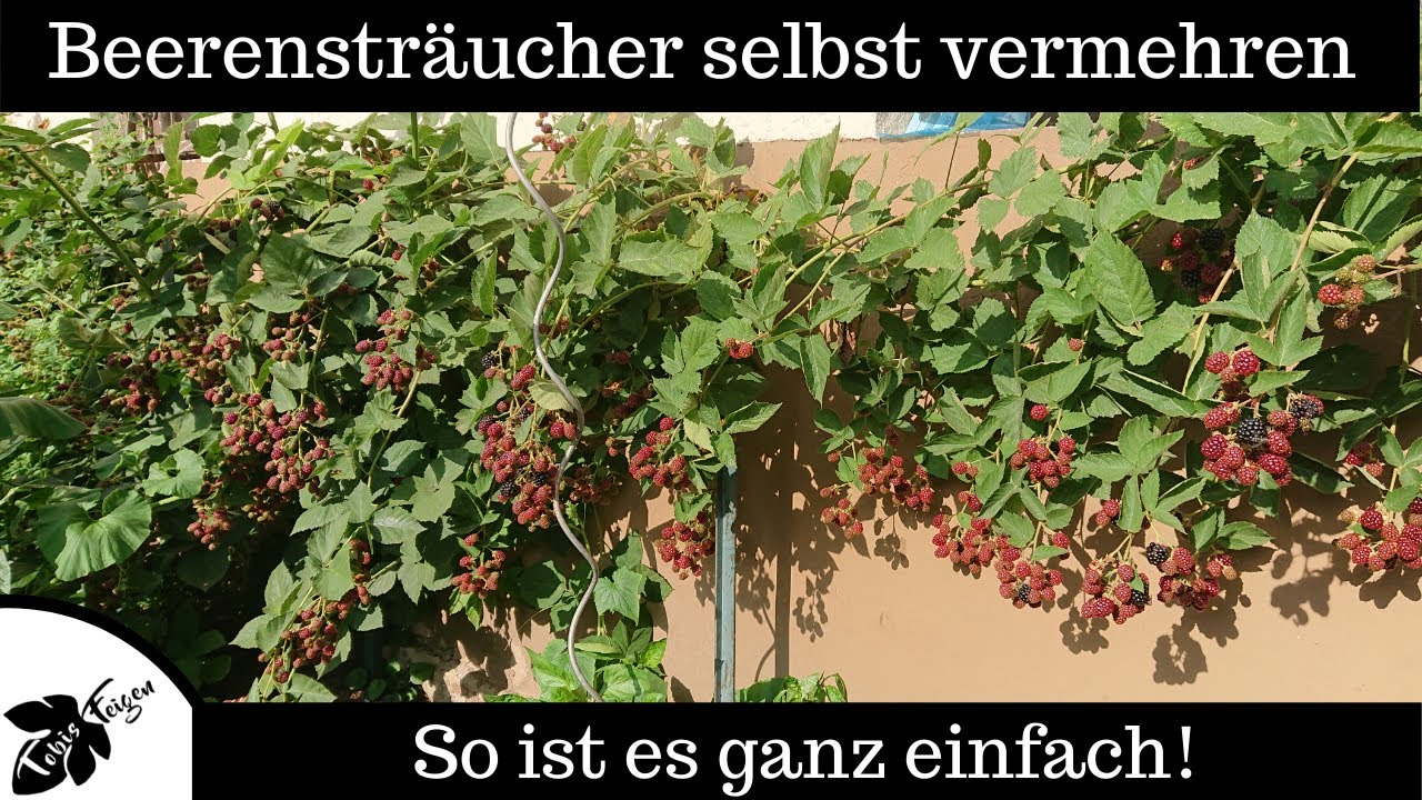 So vermehrst du Beerensträucher ganz einfach selbst