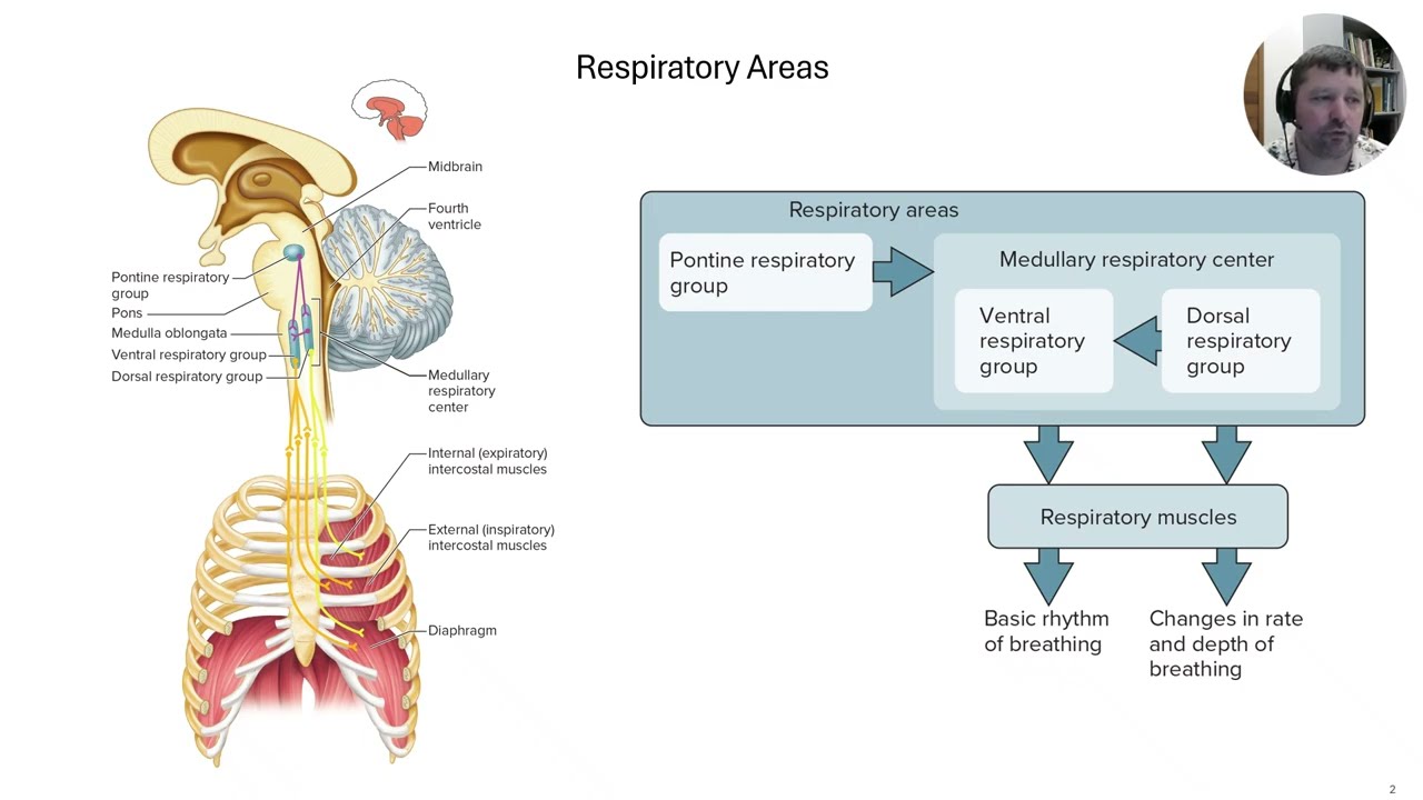Lecture 14   Respiratory System Part D