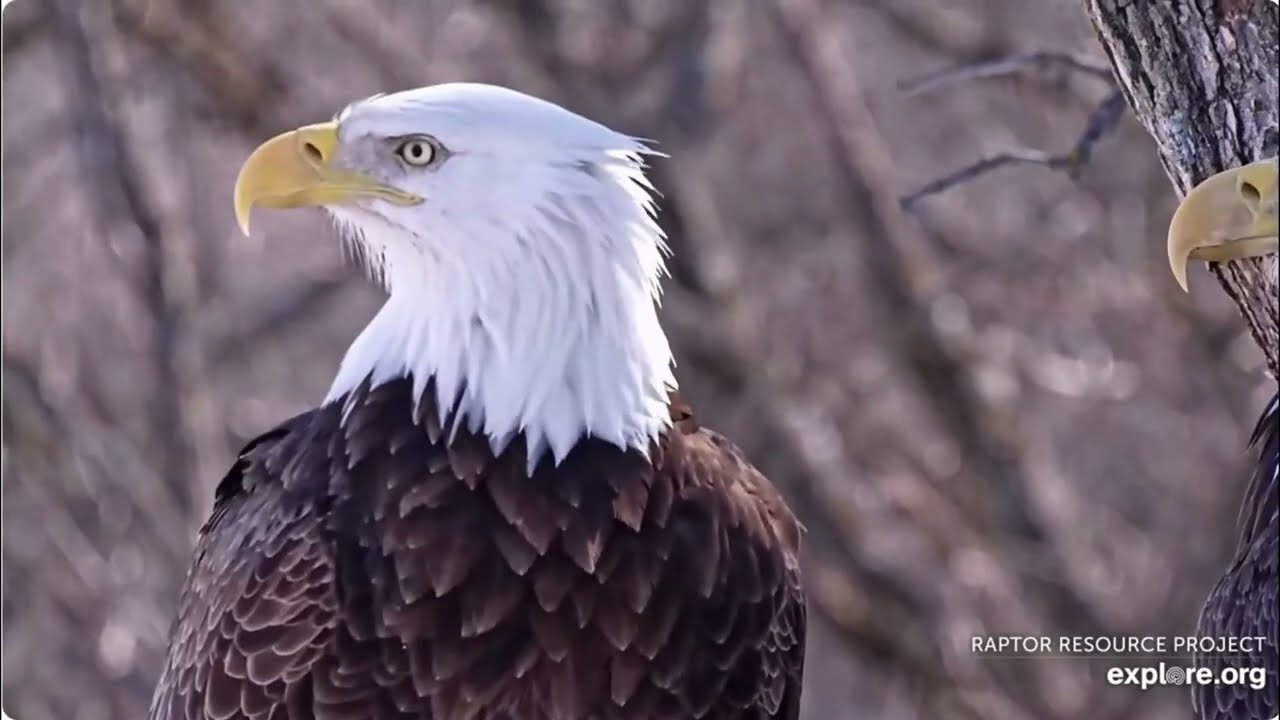 UM and DNF 25.02.2026 Explore Live Nature Cams Decorah Eagles - North Nest 4k powered by EXPLORE.org