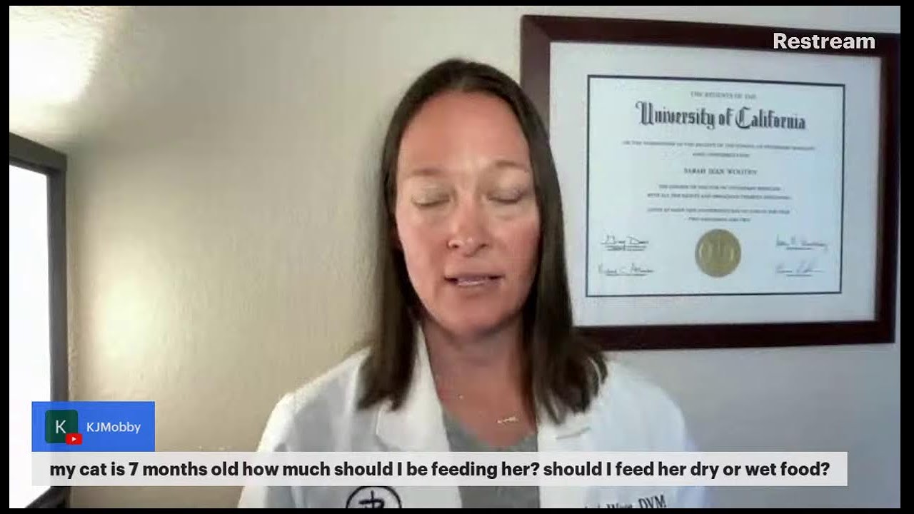 Ask a Cat Vet Anything #6
