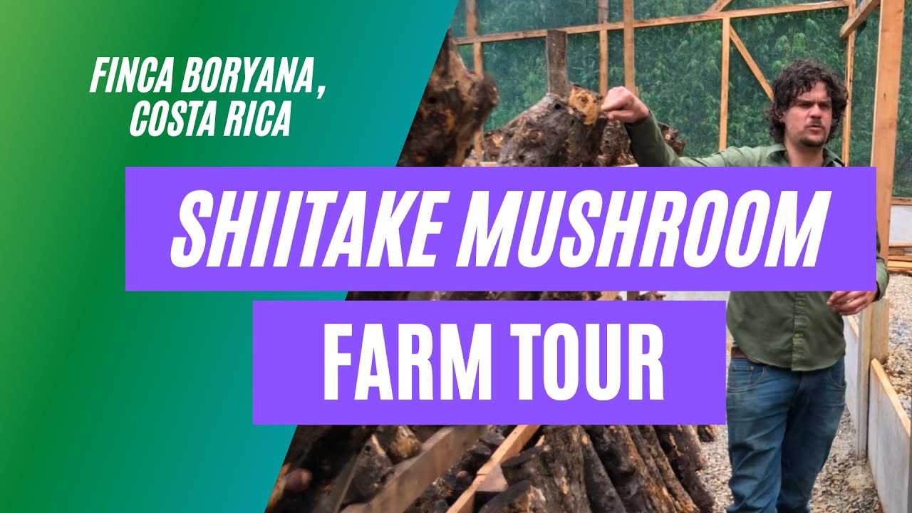 Finca Boryana Shiitake Mushroom Farm Tour In Costa Rica