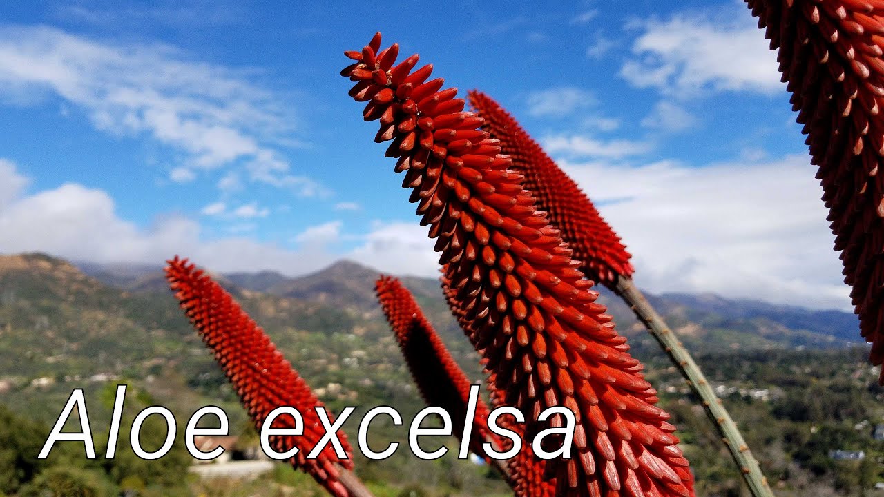 Aloe excelsa - Tree Aloe with Red Flowers - Species Detail
