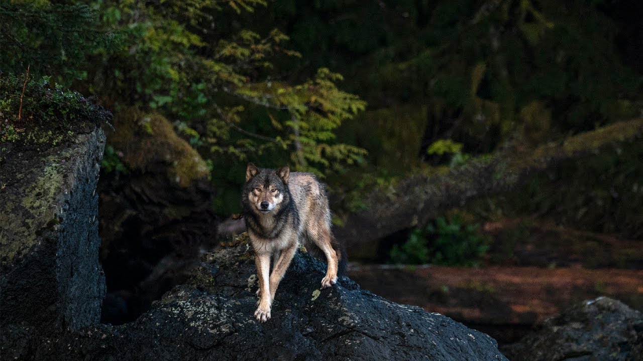 Wolf School, Class 5 - Indigenous Perspectives on the Wolf.