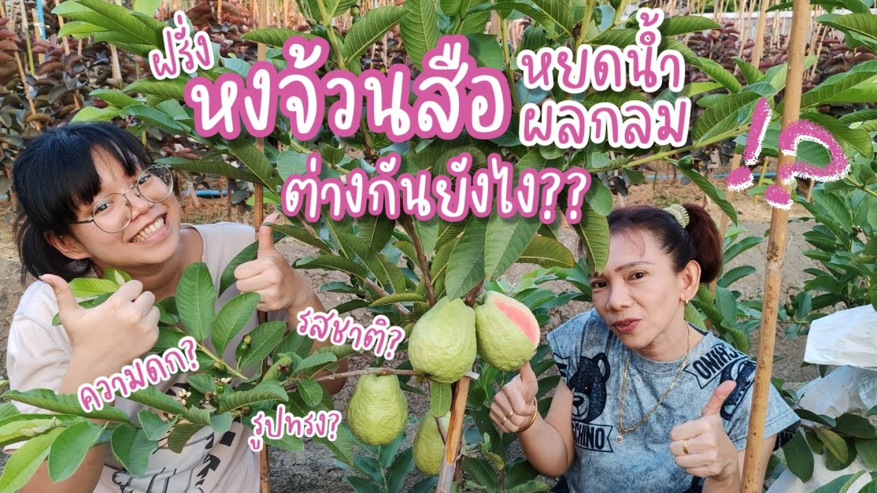 ฝรั่งหงจ้วนสือ ‘ผลกลม‘กับ‘หยดน้ำ‘ เหมือน-ต่างกันยังไง??