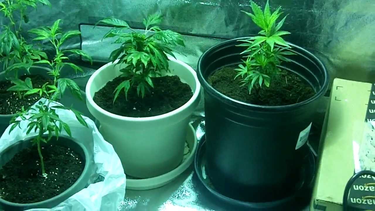 420Magazine.com - Pineapple Express & 707 Headband Indoor Grow Journal