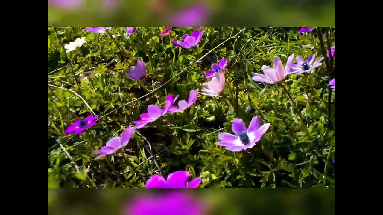 Όσα χορτάρια έχει η Γης! Κώστας Τζίμας!