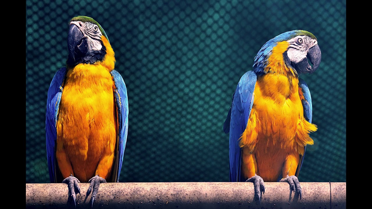 1 HORA DE SONIDOS DE LOROS | PARROT SOUNDS