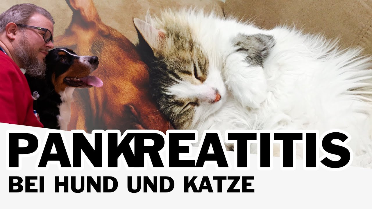 Pankreatitis bei Hund und Katze