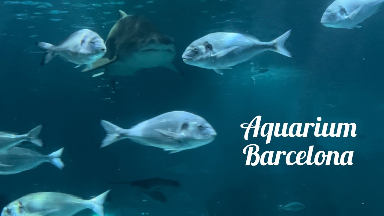 Visit To Aquarium Barcelona Spain 2024 #aquarium #barcelona Manoo Creations