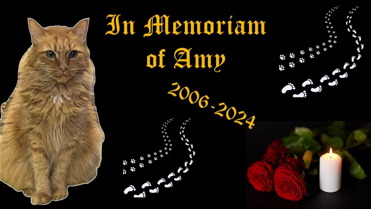 In Memoriam of Amy 2006-2024