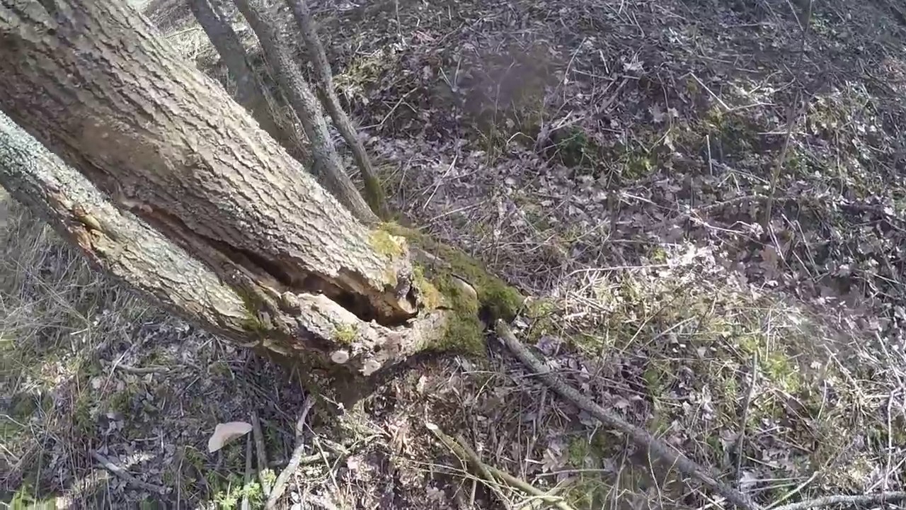 cutting rotten trees down