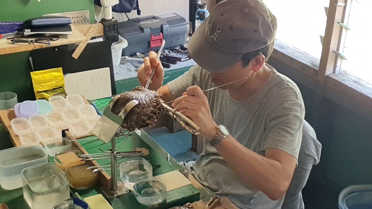 J Hunter Pearl Savusavu Fiji : Pearl harvesting tour