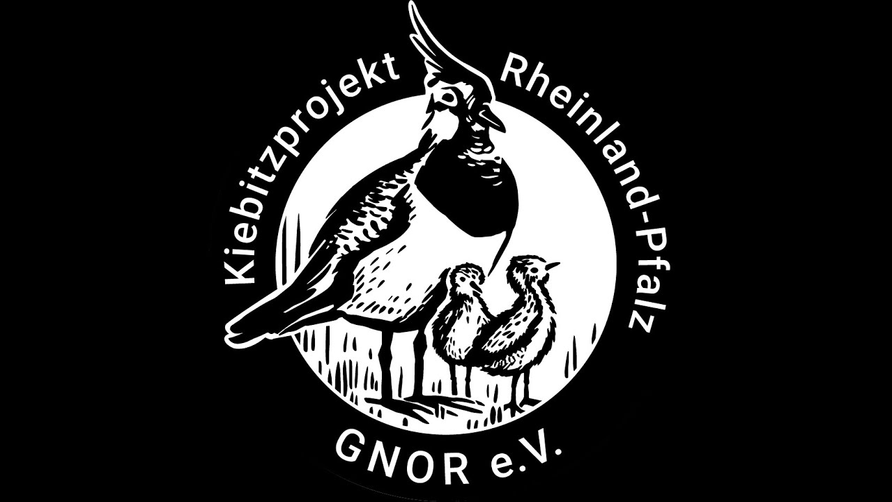 Kiebitzprojekt Rheinland-Pfalz