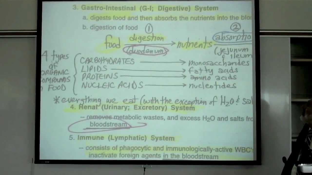 Intro to Human Physiology by Professor Fink
