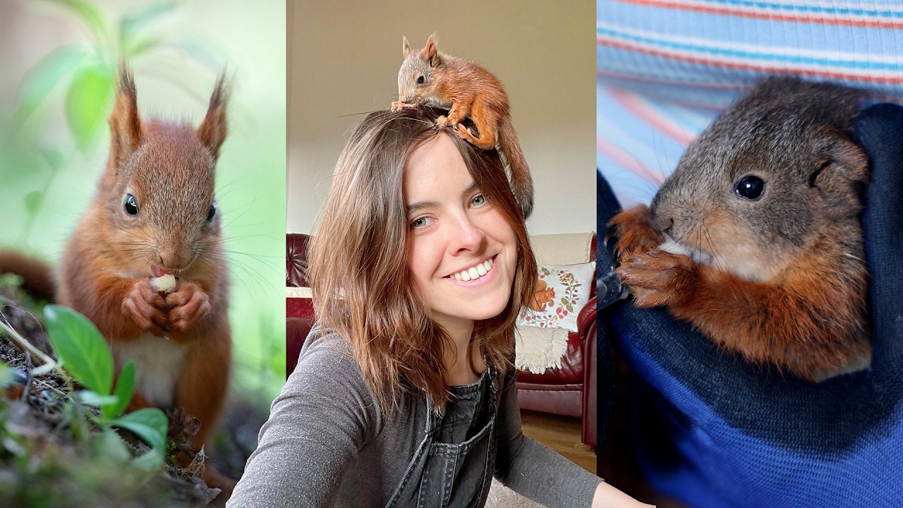 I rescued eight baby red squirrels - This is what I learned