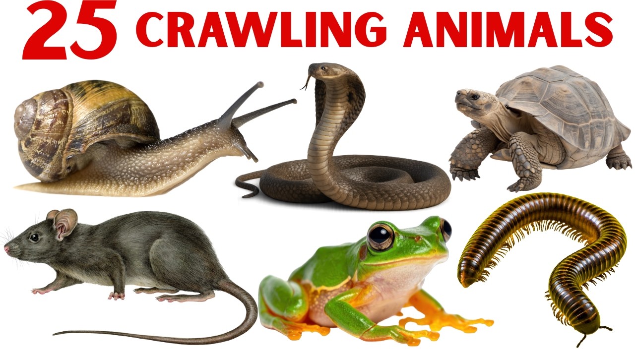 25 Rengne Wale Janwar Ke Naam | Crawling Animals Name in Hindi for Kids Kids Learning Video