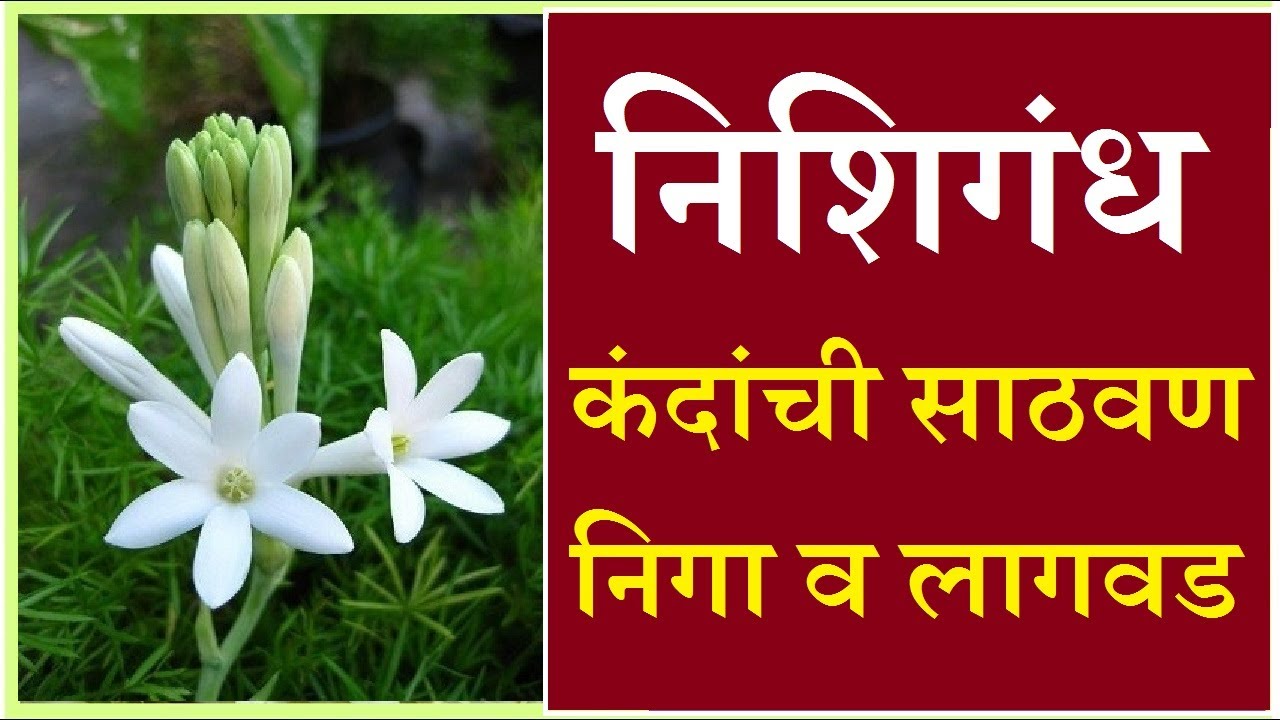 nishigandha flower | gulchadi lagwad mahiti | Tuberose | गुलछडी | निशिगंध कंद लावणे, साठवणे आणि निगा