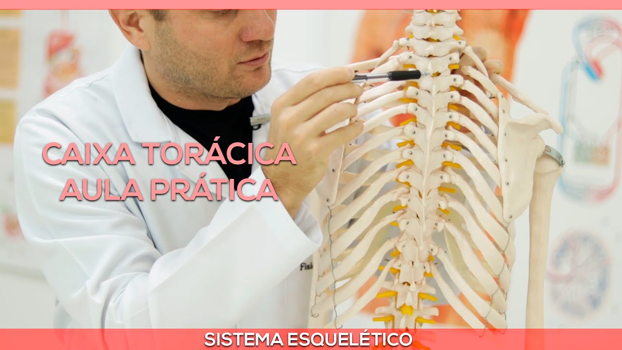 Caixa torácica: aula prática