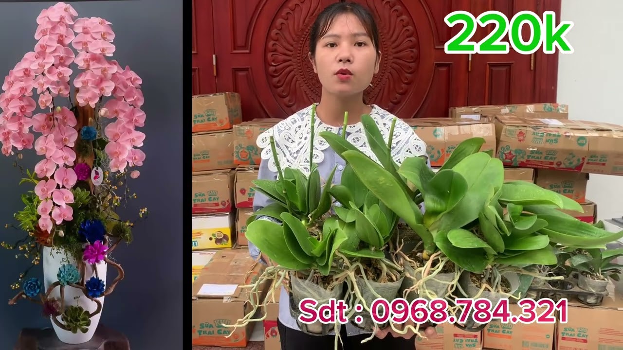 Thanh l&yacute; l&agrave;m hồ điệp gi&aacute; rẻ sdt 0968.784.321