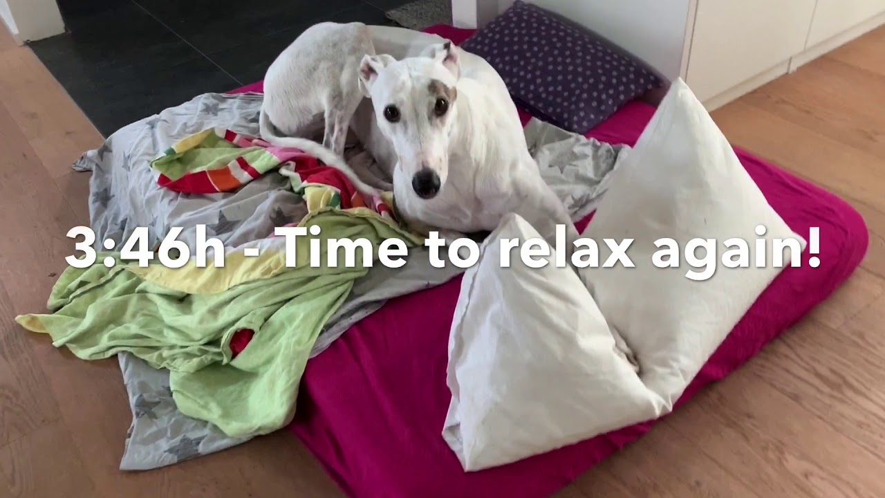 Just another day as a retired Greyhound