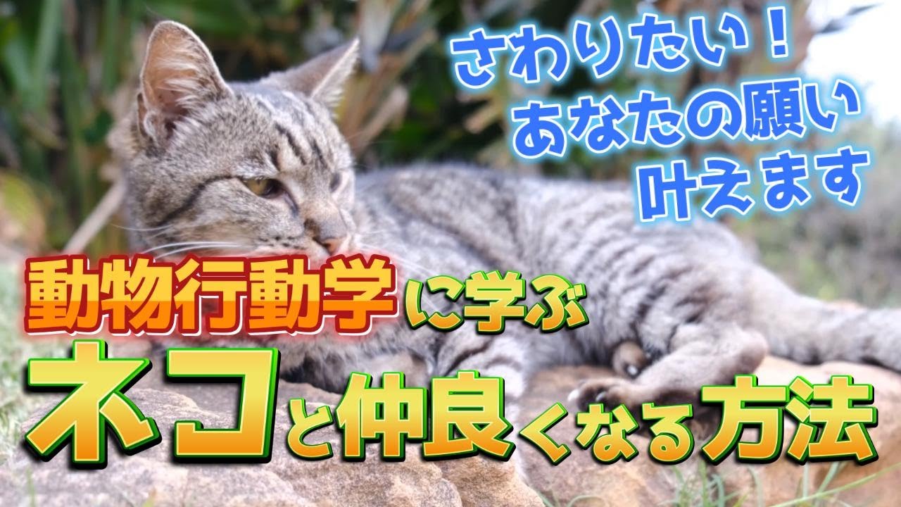 最新の動物行動学研究でわかった！ ネコと仲良くなる秘訣【科学って面白い！No25】