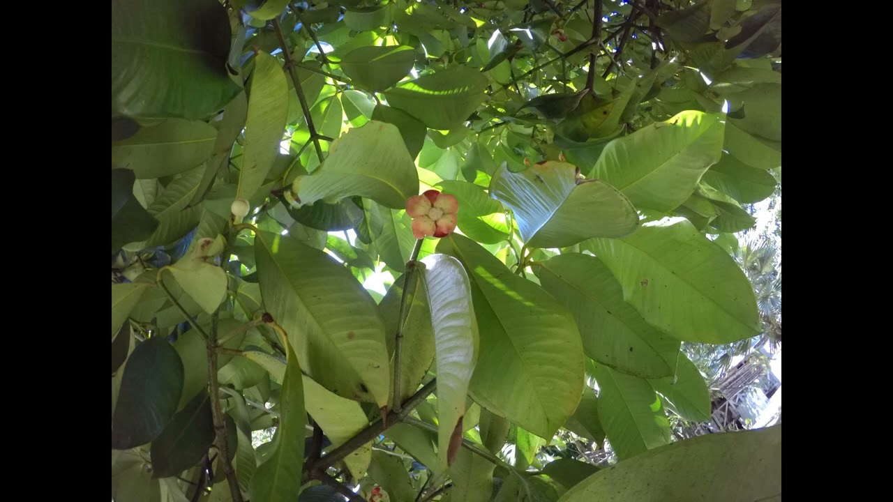 dominica