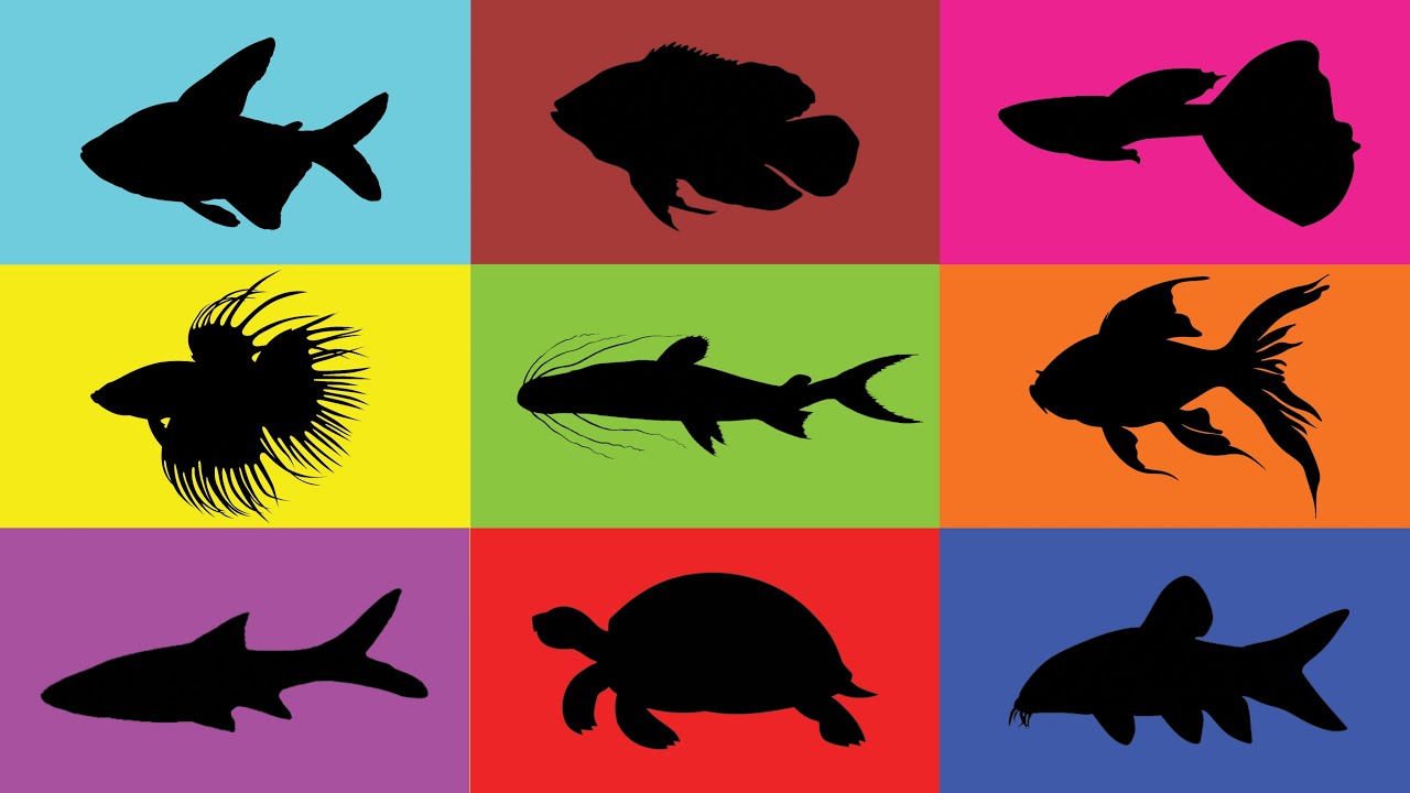 Fish: Goldfish, Guppy, Betta Fish, Rasbora, Clown Loach, Tetra, Oscar, Tigerfish, Turtle