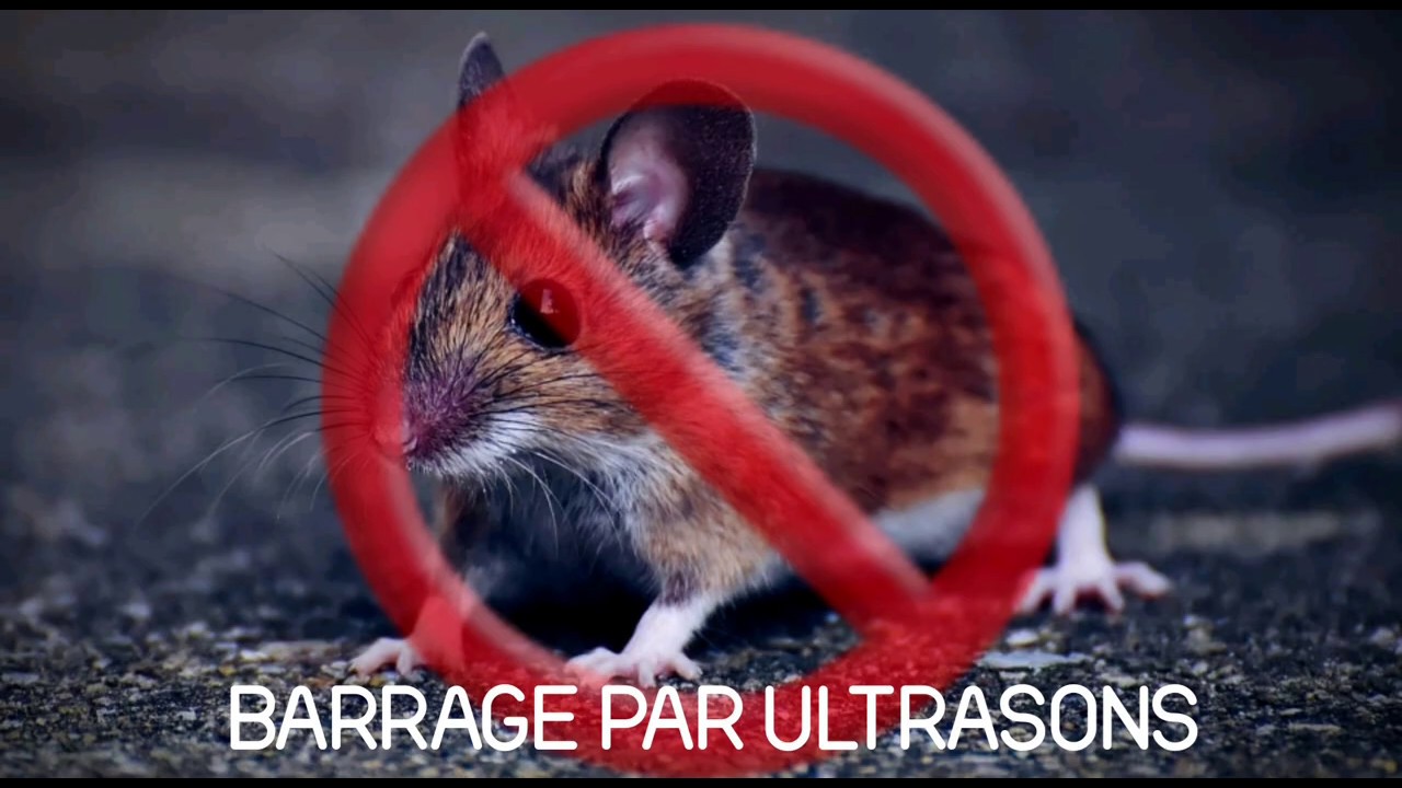 Ultrasons ▪︎ Contre Rongeurs